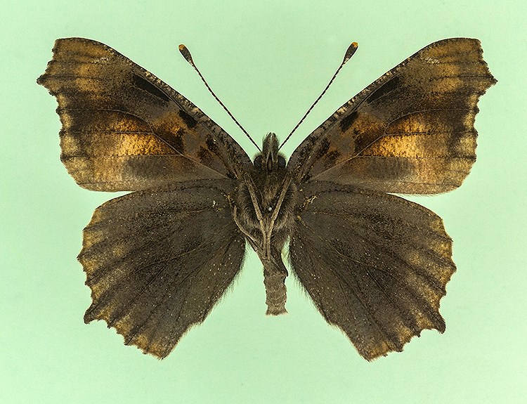 Aglais urticae (subtusnigrescens aberration, verso) [Internet image property of respective owner, non commercial use only]